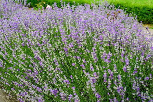 Muitas Pequenas Flores Lavanda Azul Jardim Dia Ensolarado Verão Fotografado — Fotografia de Stock