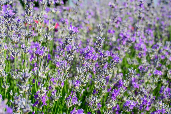 Muitas Pequenas Flores Lavanda Azul Jardim Dia Ensolarado Verão Fotografado — Fotografia de Stock