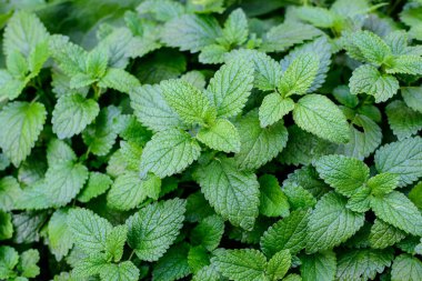 Lemon merhem bitkisinin birçok taze yeşil yaprakları doğrudan güneş ışığı altında, bir bitki bahçesinde, güneşli bir yaz gününde, güzel bir açık havada tek renkli arka planda yumuşak bir odak ile fotoğraflandı.