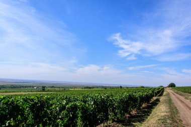 Güneşli bir sonbahar gününde üzüm bağlarında birçok olgun organik üzüm ve yeşil yapraklı büyük bitkilerle dolu bir sıra.