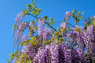 Açık mavi Wisteria çiçeklerini ve açık mavi gökyüzüne doğru büyük yeşil yaprakları yakın güneşli bir bahar gününde bir bahçede, güzel bir açık hava çiçekli arka planda seçici bir odak ile fotoğraflanmış