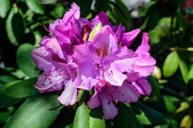 Açelya ve Rhododendron bitkilerinden oluşan geniş ve canlı bir çalılık güneşli bir Japon baharı bahçesinde, güzel bir açık hava çiçekli arka planda seçici bir odak ile fotoğraflanmış.