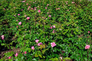 Güneşli bir yaz gününde bahçesinde bir sürü taze pembe gül ve yeşil yaprakları olan büyük yeşil çalı. Açık hava çiçekli güzel arka plan, yumuşak odak ile fotoğraflanmış.