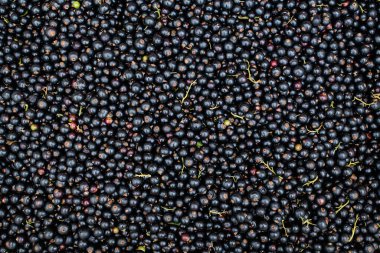 Geniş organik yetişmiş Blackcurrant hasadı ya da bir sepetin içinde satılığa çıkarılmış meyvalar. Sağlıklı gıdaların güzel tek renkli arka planı.