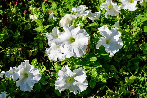 夏の晴れた日に庭の鍋に繊細な白いPetunia Axillaris花や緑の葉の大規模なグループ — ストック写真