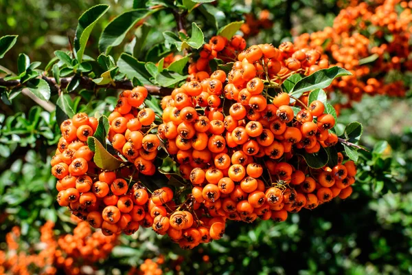 Small Yellow Orange Fruits Berries Pyracantha Plant Also Known Firethorn — Stock Photo, Image