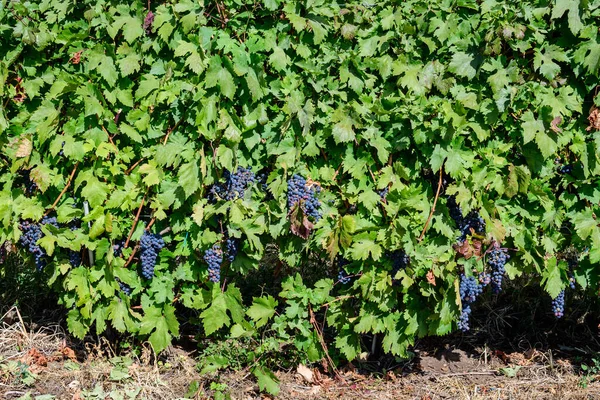 Fila Con Grandes Plantas Con Muchas Uvas Negras Oscuras Orgánicas — Foto de Stock