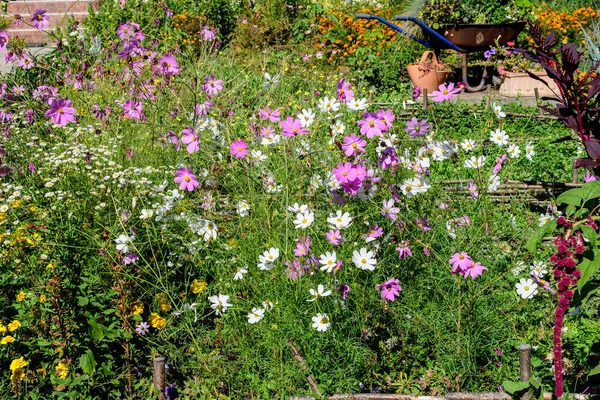 Muitas Flores Rosa Brancas Vívidas Delicadas Planta Cosmos Jardim Estilo — Fotografia de Stock