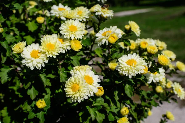 Molti Vividi Fiori Gialli Bianchi Crisantemo Morifolio Piccole Fioriture Verdi — Foto Stock