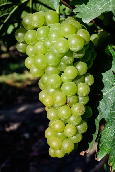 Primer Plano Uvas Blancas Orgánicas Maduras Hojas Verdes Viñedo Día — Foto de Stock