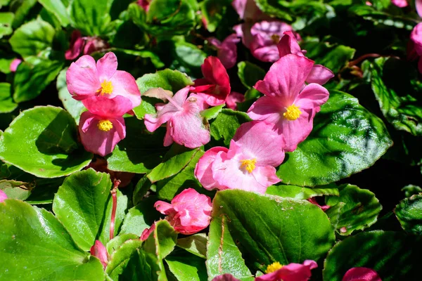 Top View Many Pink Begonia Flowers Fresh Green Leaves Garden — Stock Photo, Image