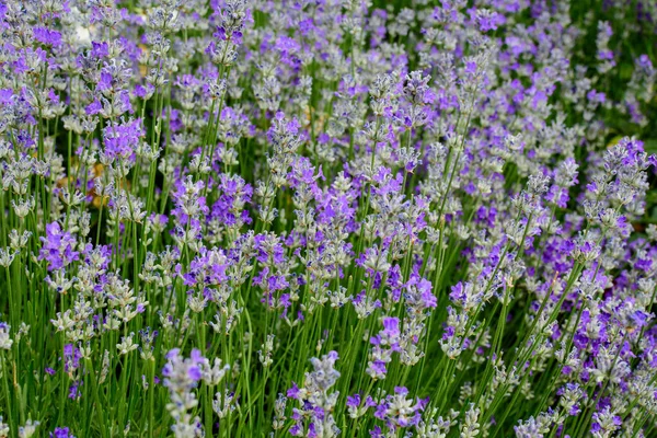 Muchas Flores Pequeñas Lavanda Azul Jardín Día Soleado Verano Fotografiado — Foto de Stock