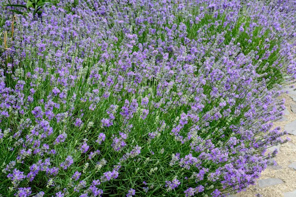 Muchas Flores Pequeñas Lavanda Azul Jardín Día Soleado Verano Fotografiado —  Fotos de Stock