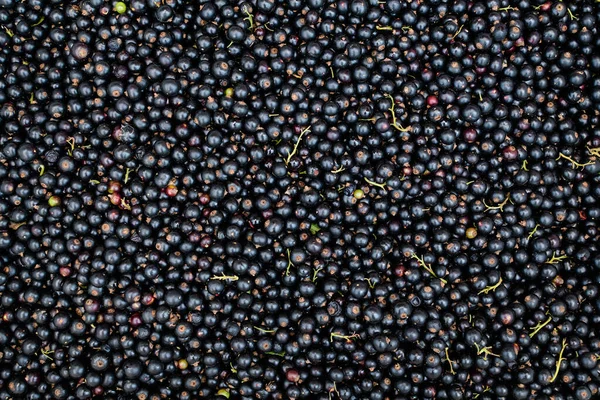 Nagy Betakarítás Biotermesztett Feketeribizli Vagy Cassis Gyümölcsök Egy Kosárban Látható — Stock Fotó