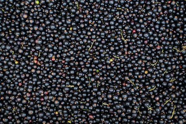 Große Ernte Von Biologisch Angebauten Schwarzen Johannisbeeren Oder Cassis Früchten — Stockfoto