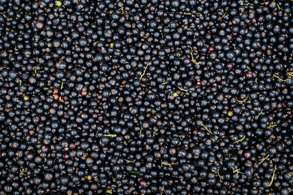 Large harvest of organic grown Blackcurrant or cassis fruits in a basket displayed for sale at a street food market, beautiful monochrome background of healthy food