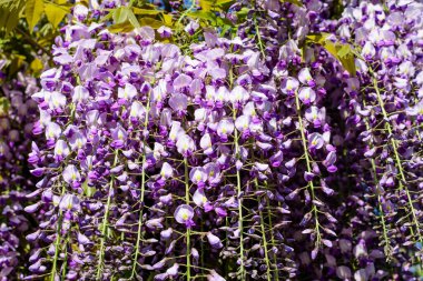 Açık mavi Wisteria çiçeklerini ve açık mavi gökyüzüne doğru büyük yeşil yaprakları yakın güneşli bir bahar gününde bir bahçede, güzel bir açık hava çiçekli arka planda seçici bir odak ile fotoğraflanmış