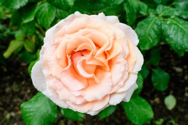 Bir yaz bahçesinde çiçek açan büyük ve narin sarı turuncu güllere yaklaş, doğrudan güneş ışığında, arka planda bulanık yeşil yapraklarla.