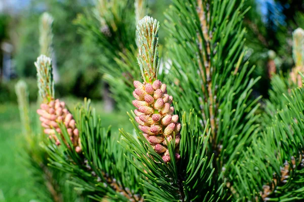 Close Delicadas Pequenas Folhas Verdes Pinho Conífera Árvore Jardim Primavera — Fotografia de Stock