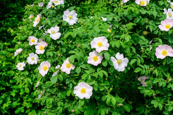 Delicado Rosa Claro Blanco Rosa Canina Flores Plena Floración Jardín —  Fotos de Stock