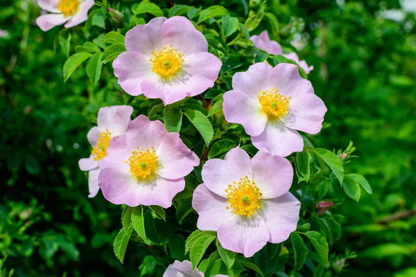 Λεπτό Ανοιχτό Ροζ Και Λευκό Rosa Canina Λουλούδια Πλήρη Άνθιση — Φωτογραφία Αρχείου