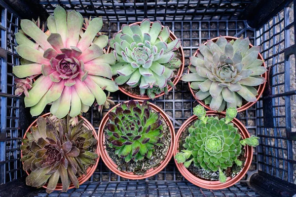 Mezcla Pequeñas Plantas Verdes Rojas Suculentas Con Hojas Frescas Pequeñas —  Fotos de Stock