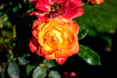 Güneşli bir yaz gününde, bahçedeki yeşil yapraklar ve canlı turuncu bir gül. Açık hava çiçekli güzel bir arka plan. Yumuşak bir odak ile fotoğraflanmış.