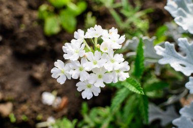 Verbena Hybrida Nana Compacta bitkisinin pek çok narin beyaz çiçeği güneşli bir yaz bahçesinde, açık hava çiçeklerinin en güzel manzarası yumuşak odak ile fotoğraflanmıştır.