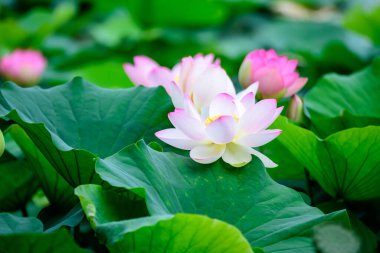 Narin pembe ve beyaz nilüfer çiçekleri (Nymphaeaceae) yaz bahçesinde bir su yüzeyinde tam çiçek ve yeşil yapraklar içinde, açık hava çiçekli arka planda yumuşak odak ile fotoğraflanmıştır.