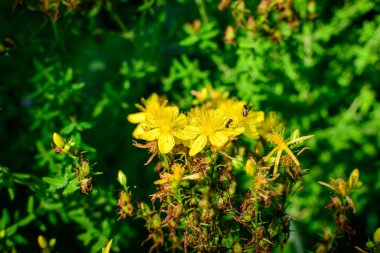Hypericum Performans bitkisinin pek çok narin sarı çiçeği.