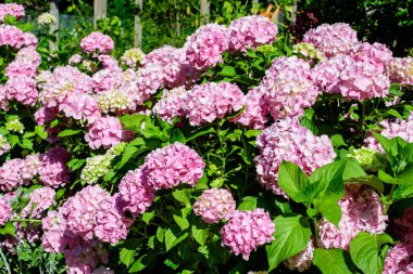 Magenta pembe ortanca macrophylla ya da çiçek saksısında çiçek açan hortensiya çalısı, arka planda güneşli bir yaz gününde, bir bahçede taze yeşil yapraklar var.