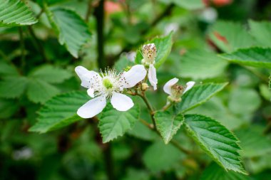 Delicate small white flowers on large wild blackberry bush in direct sunlight, in a garden in a sunny summer day, beautiful outdoor floral background photographed with soft focus