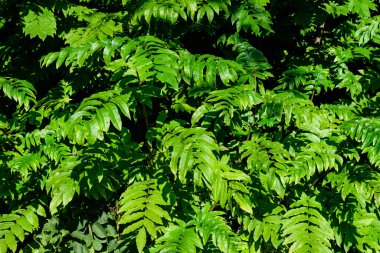 Güneşli bir yaz gününde, canlı yeşil yapraklarla kaplı tek renkli arka plan, güzel bir açık hava.