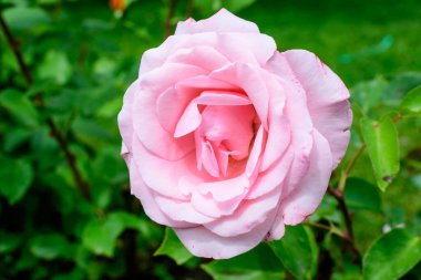 Large green bush with one fresh vivid pink rose and green leaves in a garden in a sunny summer day, beautiful outdoor floral background photographed with soft focus