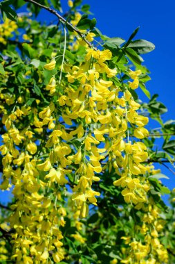 Laburnum anagyroides tomurcukları, laburum, altın zincir ya da altın yağmurlu ağaç, güneşli bir bahar bahçesinde tam çiçek, güzel bir açık hava çiçekli arka plan