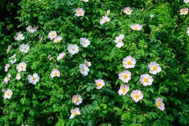 Narin açık pembe ve beyaz Rosa Canina çiçekleri bahar bahçesinde, doğrudan güneş ışığında, bulanık yeşil yapraklarla, güzel açık hava çiçekleri ve yumuşak odak ile fotoğraflanmış.