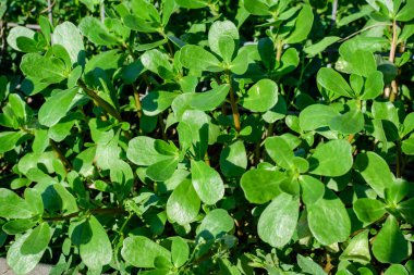 Portekiz oleracea bitkisinin pek çok canlı yeşil yaprakları, genellikle purslane, ördek otu, küçük yaban otları veya pursley olarak bilinir, güneşli bir yaz gününde bir bahçede, güzel bir açık hava çiçekli arka planda.