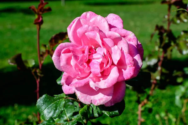 Cerca Delicado Rosa Vivo Fresco Magenta Rosa Hojas Verdes Jardín —  Fotos de Stock