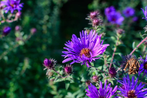 在一个阳光明媚的秋日里 在一个花园里 有许多被称为 欧洲米开朗琪花 的紫红色小花 美丽的户外花卉背景映衬着柔和的焦点 — 图库照片