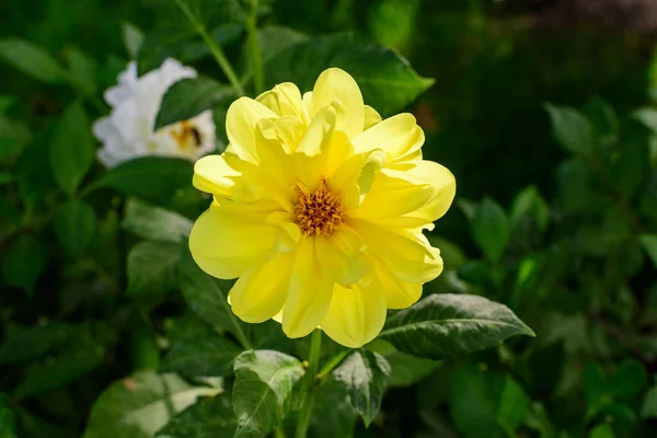 One beautiful large yellow dahlia flower in full bloom on blurred green background, photographed with soft focus in a garden in a sunny summer day