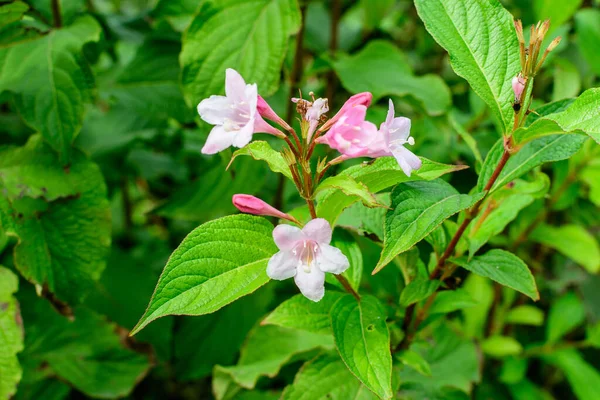 Many light pink flowers of Weigela florida plant with flowers in full bloom in a garden in a sunny spring day, beautiful outdoor floral background photographed with soft focus