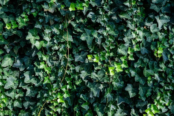 Fondo Con Muchas Hojas Verdes Hedera Helix Hiedra Común Planta —  Fotos de Stock