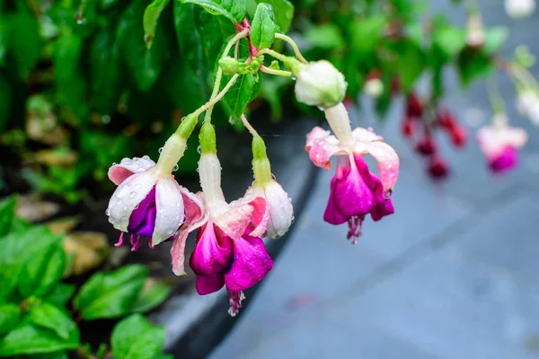 Many Delicate Vivid Pink Magenta White Fucsia Flowers Garden Pot — Stockfoto