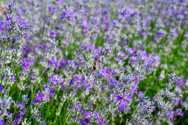 Muitas Pequenas Flores Lavanda Azul Jardim Dia Ensolarado Verão Fotografado — Fotografia de Stock