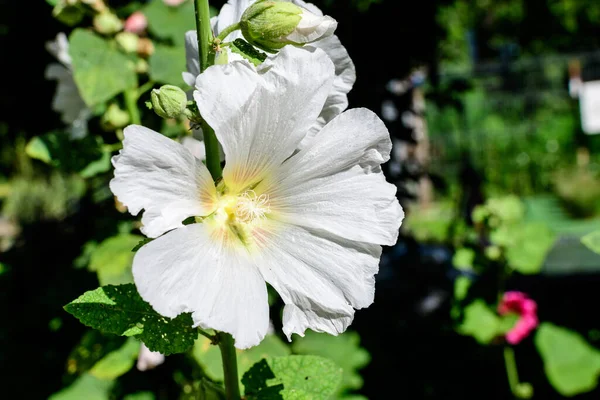 Beaucoup Fleurs Blanches Délicates Plante Althaea Officinalis Communément Connue Sous — Photo