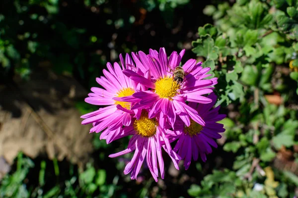 Viele Lebhafte Rosa Chrysantheme Morifolium Blumen Einem Garten Einem Sonnigen — Stockfoto
