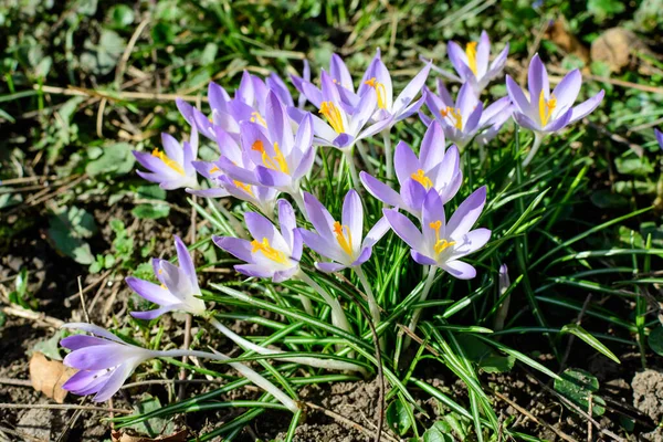 Blisko Niebieskiego Krokusa Wiosenne Kwiaty Pełnym Rozkwicie Ogrodzie Słoneczny Dzień — Zdjęcie stockowe