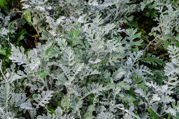 Senecio Cineraria Olarak Bilinen Jacobaea Maritima Bitkilerinin Küçük Yaprakları Güneşli — Stok fotoğraf