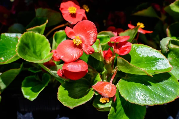 Small Red Begonia Flowers Fresh Green Leaves Garden Pot Sunny — Stock Photo, Image