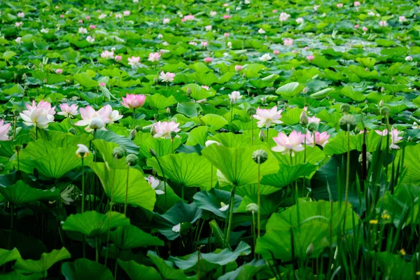 Delicadas Flores Lirio Agua Blanca Rosa Vívidas Nymphaeaceae Plena Floración — Foto de Stock